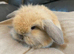 Mini lop litter ready 31st May. Unusual colours