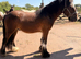 Cob gelding