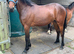 15.1hh Lovely gentle blank canvas dark bay gelding Unbroken 4y/o