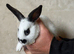 2 doe rabbits