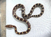 Corn Snake babies