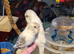 2 x male budgie s