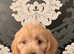 Stunning pra clear miniature poodles for stud