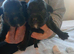 Jack-poo puppies