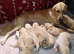 GOLDEN RETRIEVER PUPPIES (KC registered)