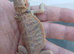 Baby bearded dragons