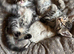 7 beautiful kittens ready now boys and girls available