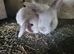 Pure mini lop male