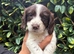 English springer spaniel pups