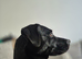 3yo Female Lab x Staff