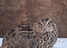 Coturnix quail breeding group