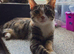 bengal cross cats to be rehomed
