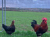 French copper marran hatching eggs