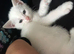 8 week old khao manee male kitten for sale