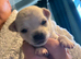 Last 4 boys left born 10th June REDUCED