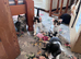 5 beautiful kittens available