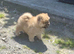 Chow chow puppies