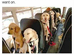 Dog Walking and Pet Sitting