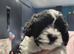 Schipoo puppies for rehoming now