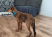 Rottweiler cross needs a home