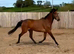 Very well bred sports horse mare 3yrs