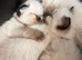 Pure Ragdoll kittens ready for forever home