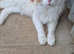 Maine coon stud