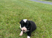 border collie pups both parents ISDS registered
