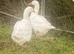 Farm animal rescue