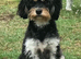 Stunning Curly Toy Cavapoo from health tested parents READY NOW!!
