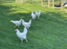 White star 18 wks old pol .