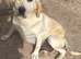 Kc reg Labrador puppy’s for sale Solihull