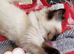 Lovely Ragdoll kittens for sale