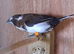 Bengalese finches