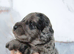 Health tested f1b cockapoo babies