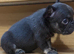 READY NOW French bulldog puppies