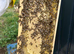 9 Frames Langstroth Nuc - Buckfast 2026 Mated Colonies.
