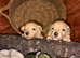 Poochon puppies