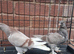 All pigeon lover young pair of turkish takla available