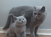 Gorgeous British Shorthair Kittens