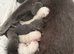 Ragdoll Kittens ready at the end of October