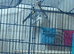 1 pair goldfinchs for sale 2025
