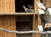 10 Pigeons For Sale mixed breeds