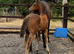 Stunning filly! well bred and a super mover