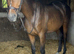 Handsome project horse 16hh 6yo ISH gelding