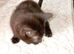Two female kittens 10 weeks old looking for their forever home