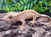 Hypo Phantom