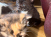 Kittens female and male 30&pound;