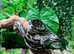Caramel Tiger Carpet Python dh Axanthic + Granite at Birmingham Reptiles