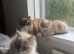 Ready now! Rare mink lynx ragdolls